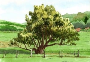 SauleNaives-300x207
