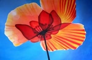 Coquelicot-300x196