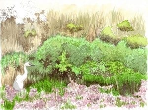 HéronBlancLioPiccolo-300x224