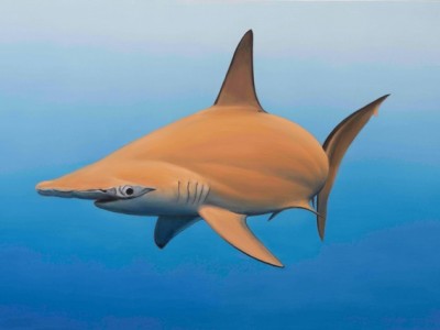 requin marteau curieux